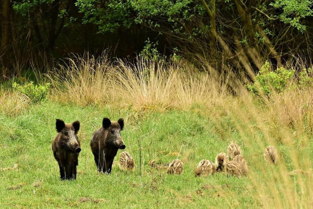 Reewold Veluwe *