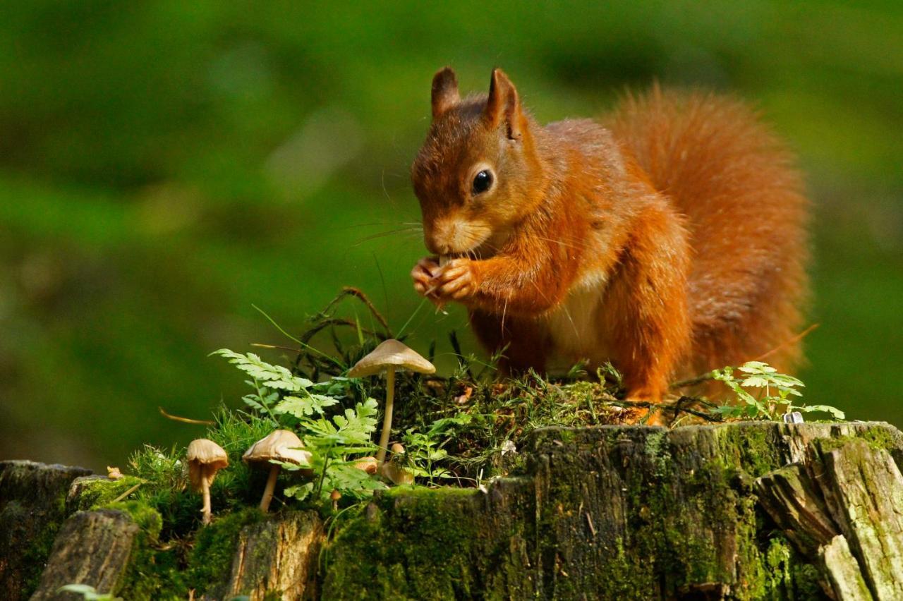 Reewold Veluwe * Putten