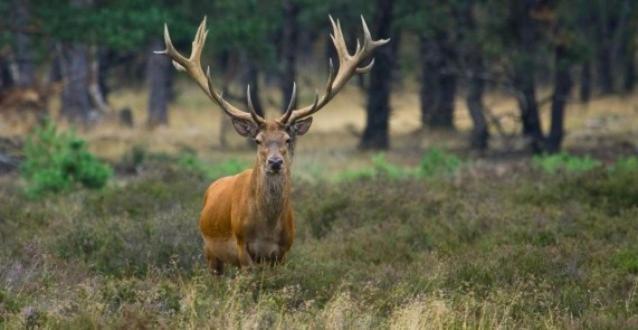 Reewold Veluwe