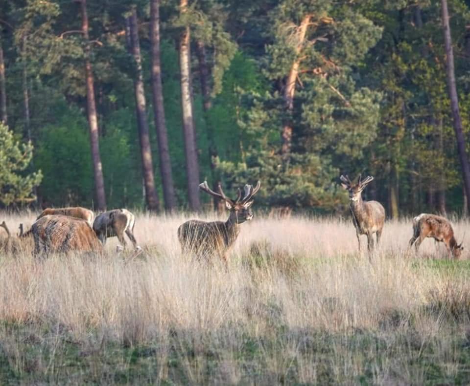 Reewold Veluwe